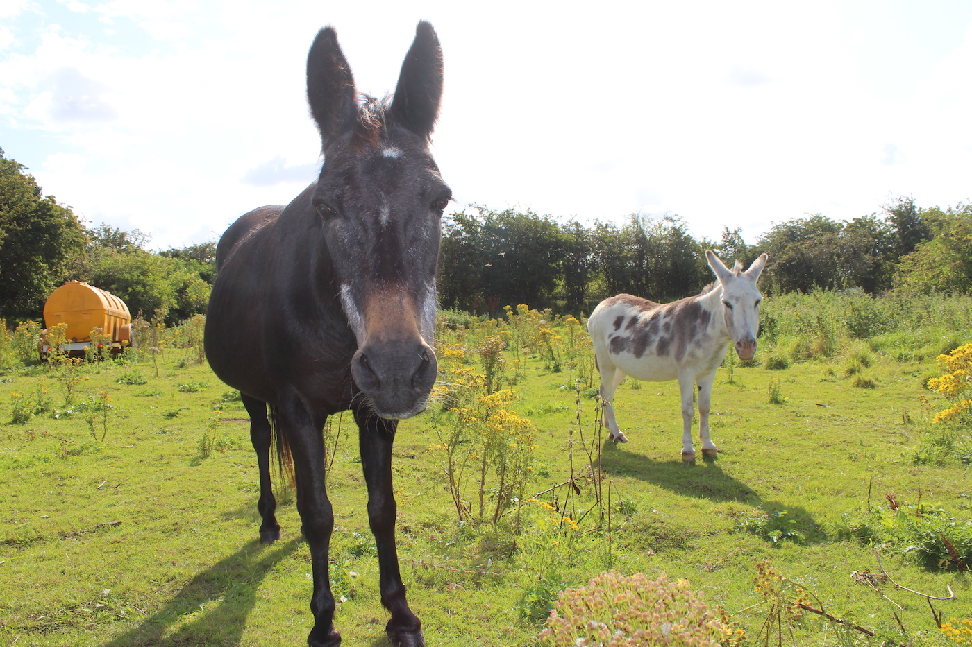 donkeys rescued