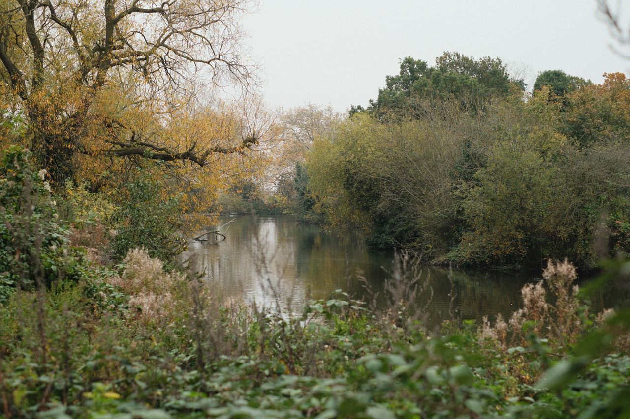 View over a lake surrounded by trees