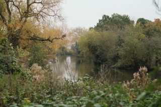 View over a lake surrounded by trees