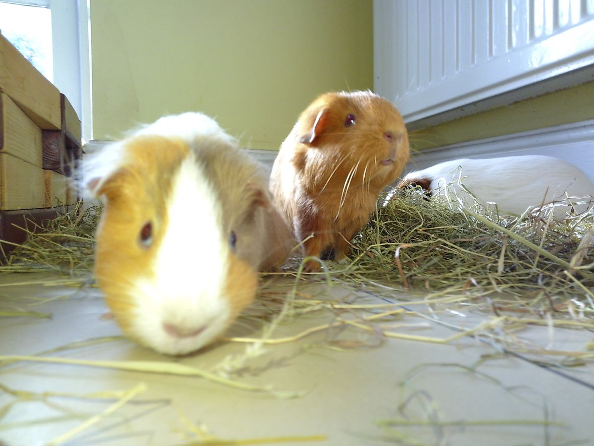 Guineapigs, taken with the Camp Snap camera