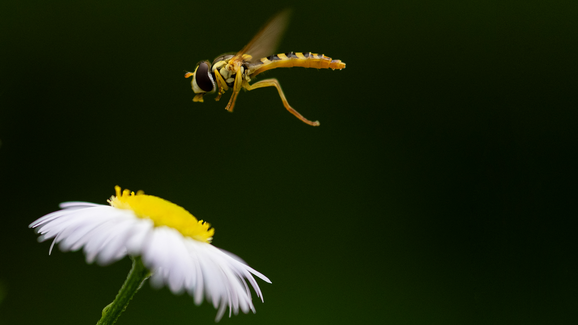 A hoverfly at Parc Floral in Paris