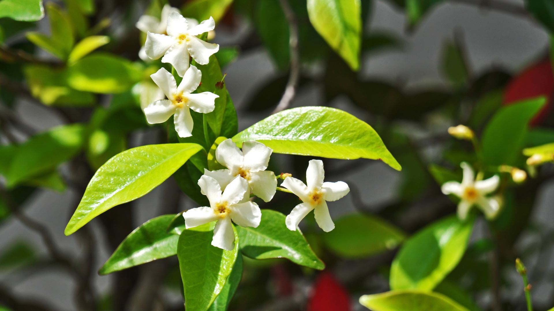 Asian Star Jasmine