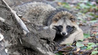 photo shows a common raccoon dog, which looks like a super fluffy raccoon, peering out from behind a fallen log in the woods