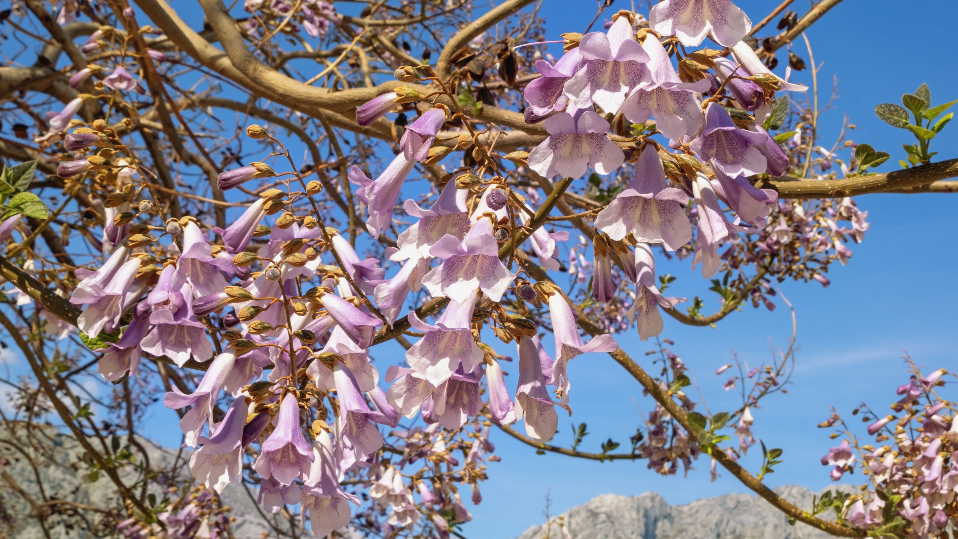 Flowering empress tree