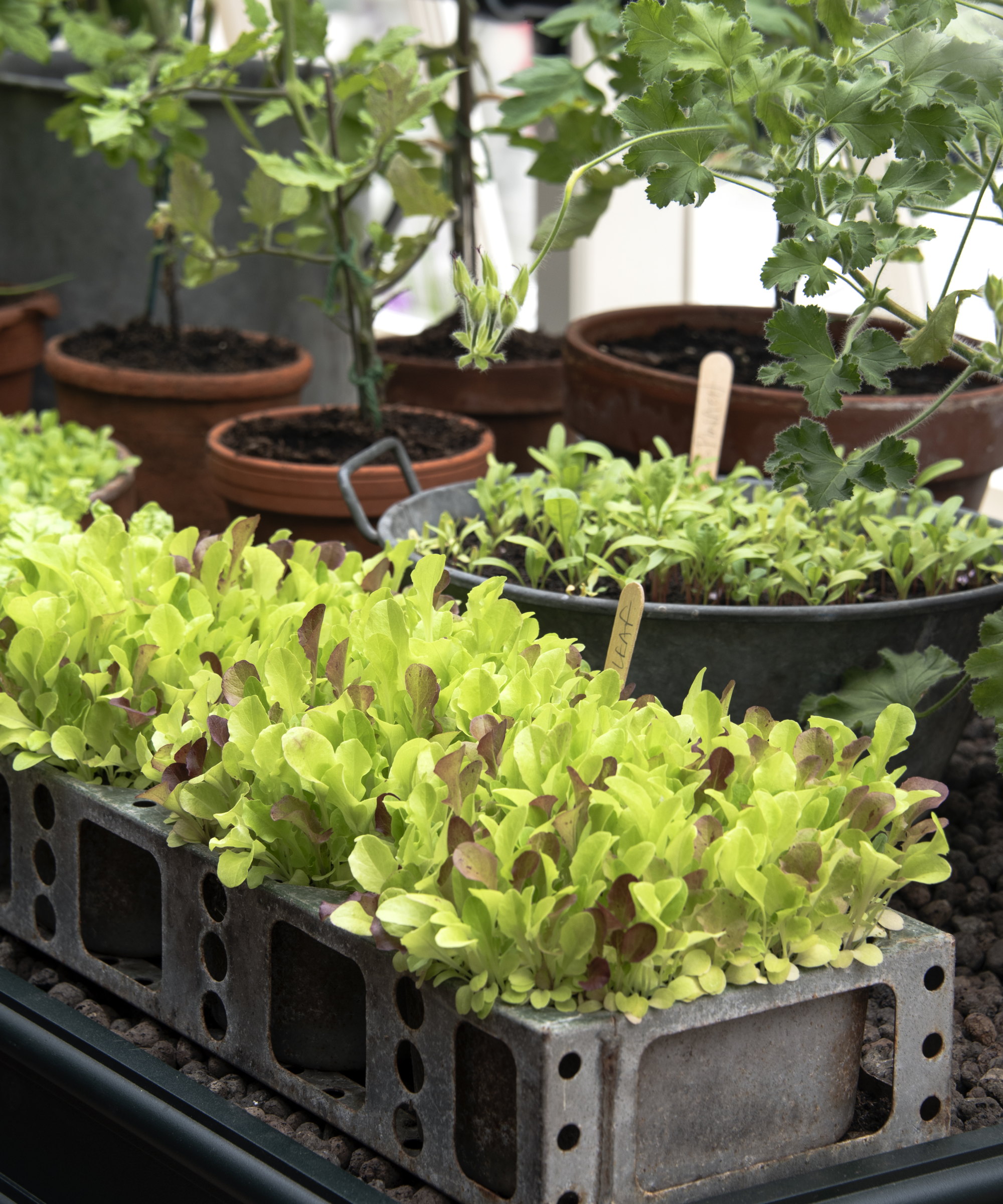 A selection of vegetables, including lettuce and beets, growing in pots inside a greenhouse