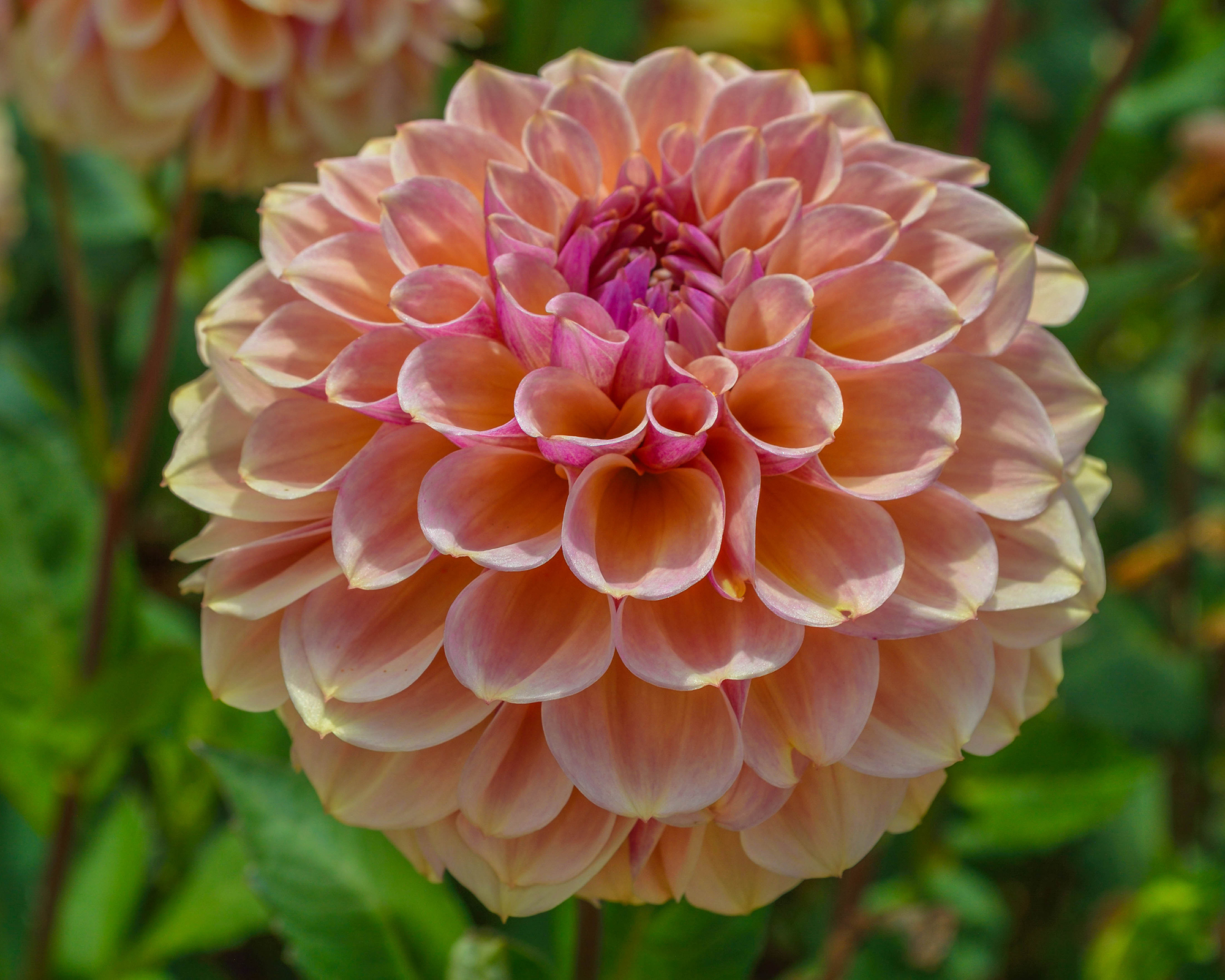 Clearview Peachy dahlia flower