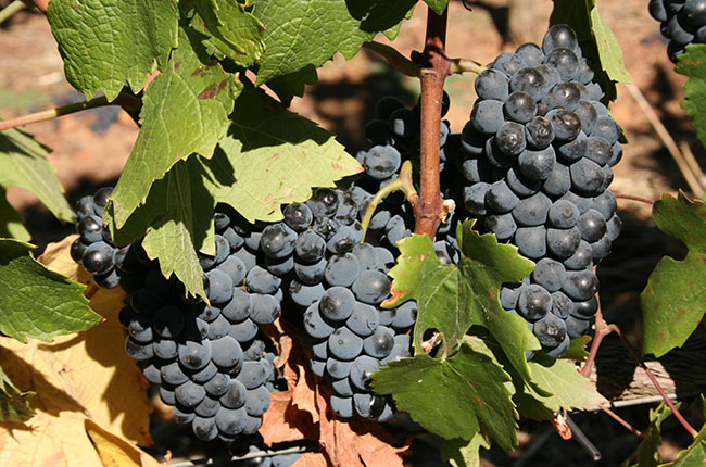 Pinotage