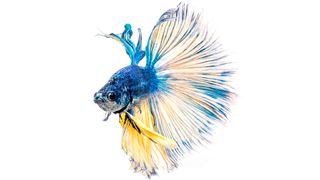 Siamese Fighting Fish