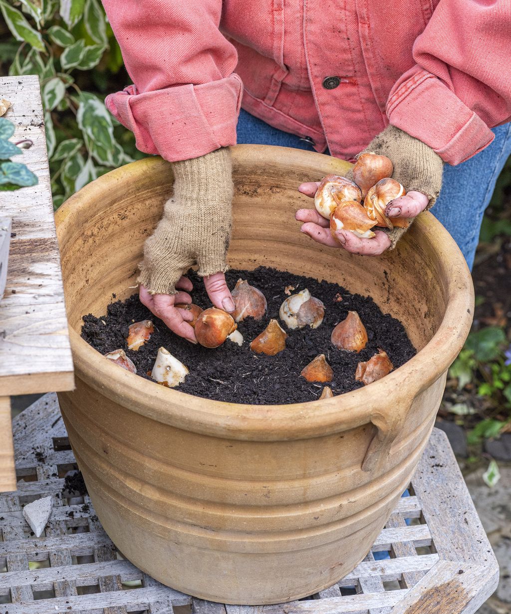 How To Plant A Tulip Container In Just 4 Steps | Gardeningetc