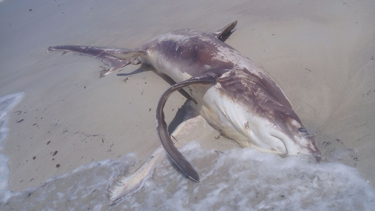 The body of a female bigeye thresher (Alopias superciliosus) was found by citizen scientists on the coast of Libya.