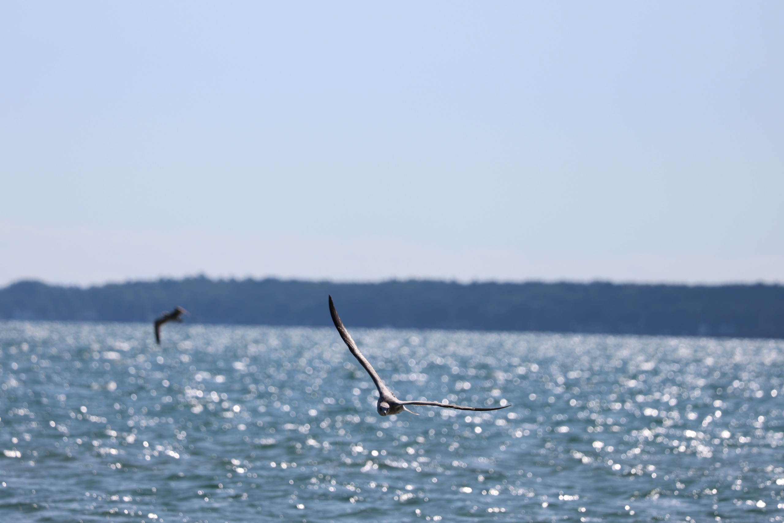 A sample image taken with the Canon EOS R8 Mark II and the RF 100-400mm f/5.6-8 IS USM