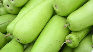 close-up of a pile of light green, cylinder-shaped gourds