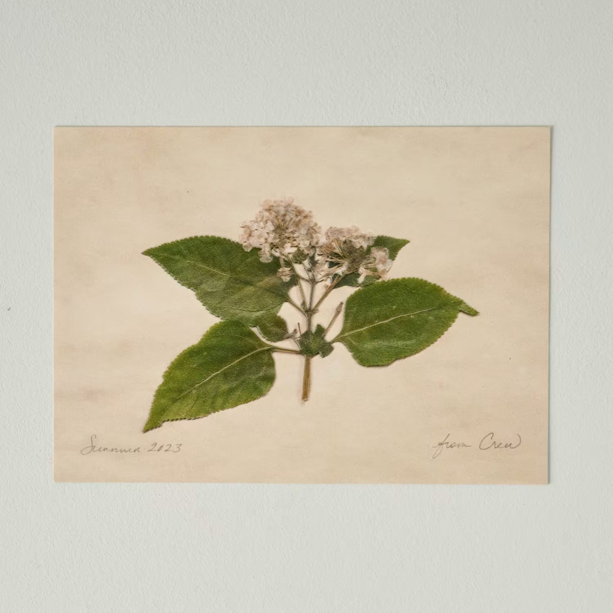 Floral print on aged-looking paper