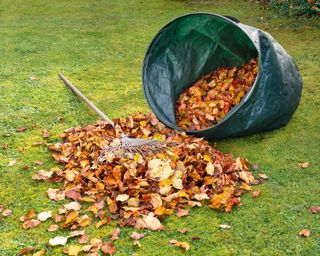 Raking and bagging fall leaves