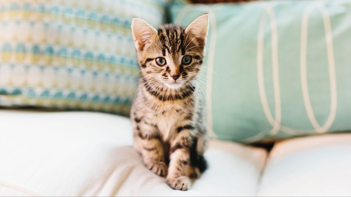 Kitten on sofa