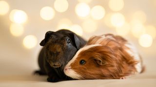 Two guinea pigs cuddling with lights behind them