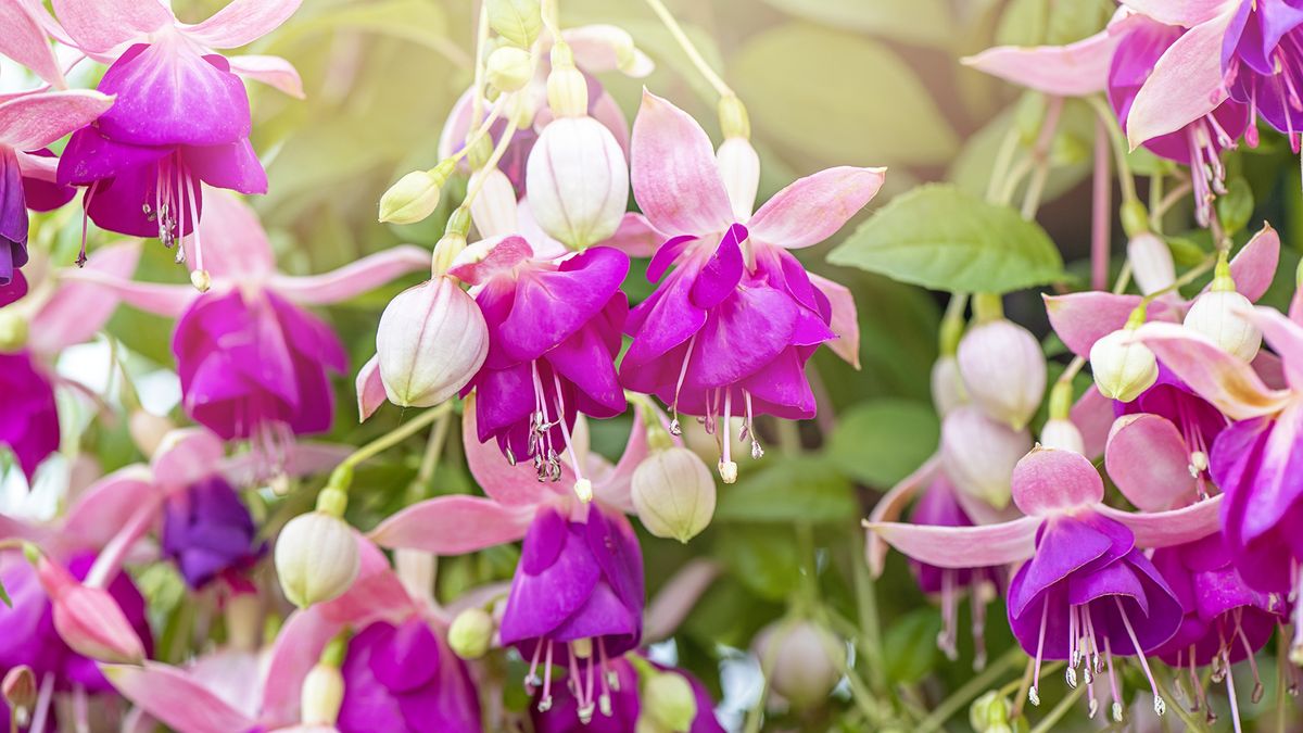 What Fuchsias Need in September – 6 Tips for a Final Flush and Gloriously Flamboyant Flowers Next Year