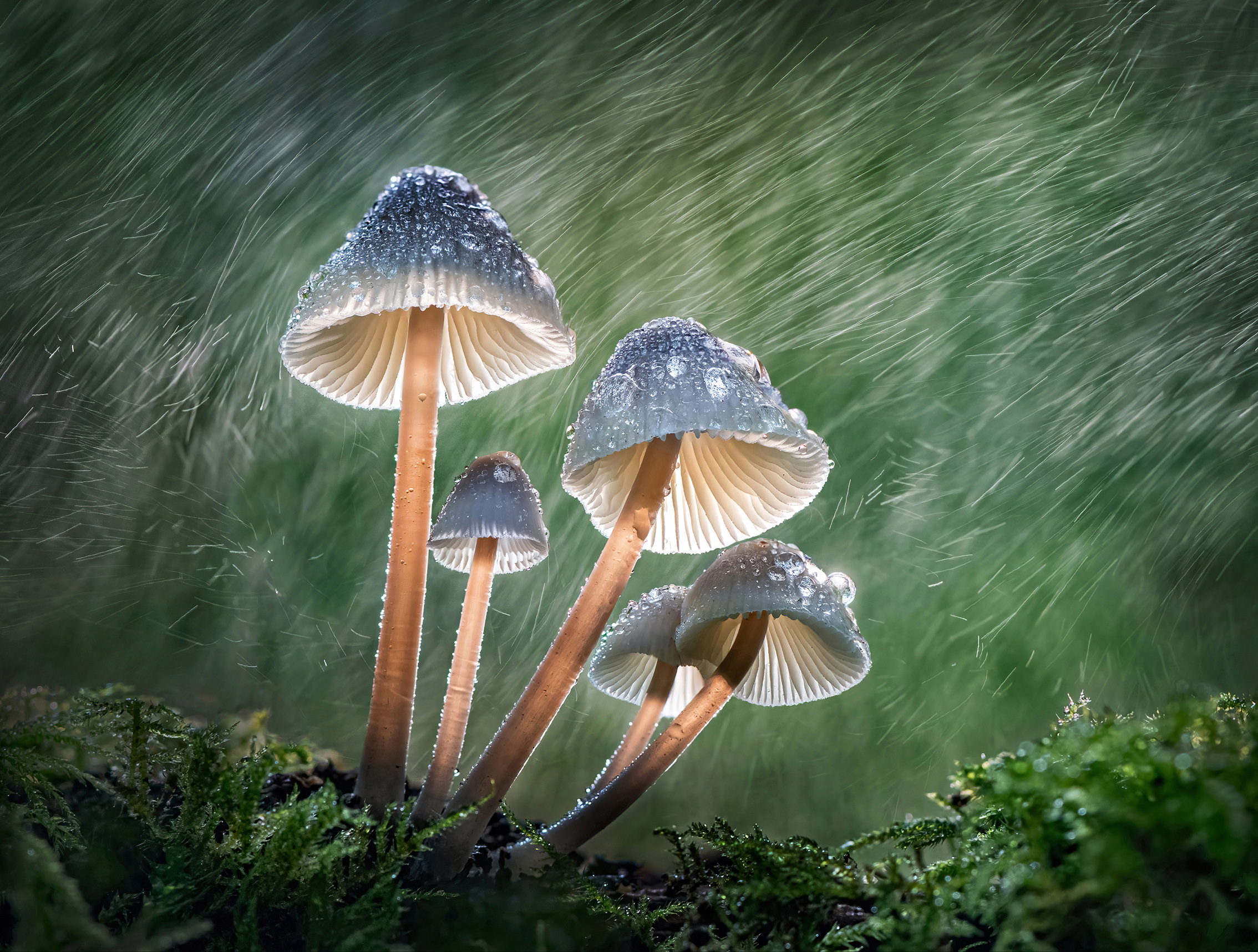 Four mushrooms with translucent caps covered in raindrops stand on a mossy surface with a backdrop of blurred green foliage