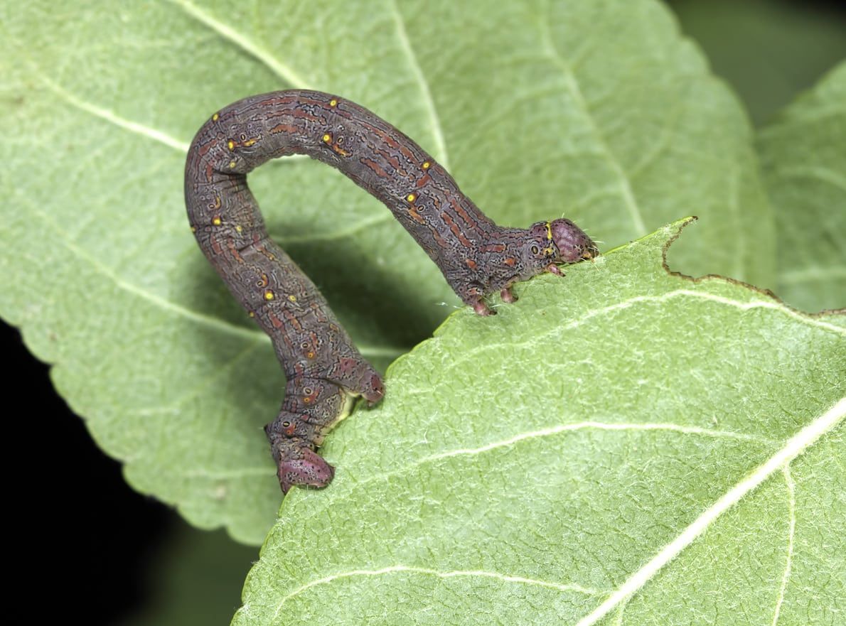 Spanworm On Plant Leaf