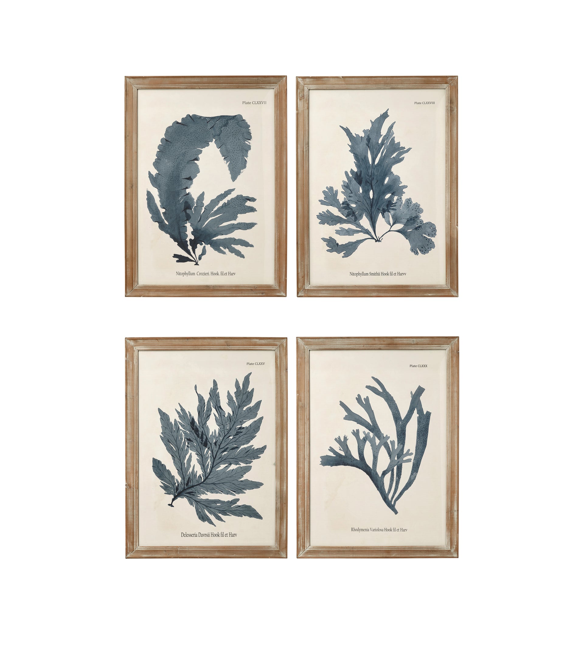 Seaweed Framed Prints - Set of Four - Multi