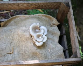 mushroom growing on a hessian sack in a wooden crate