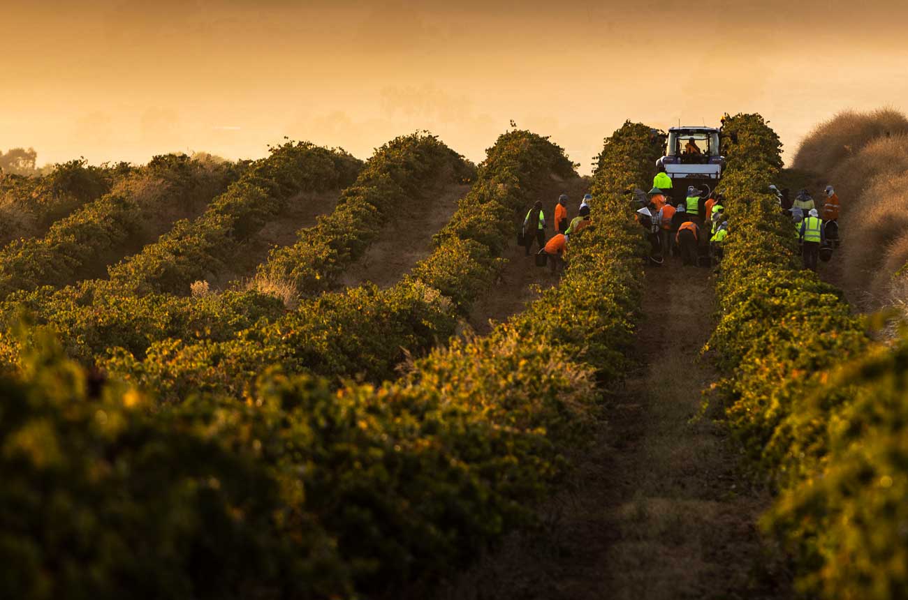 Harvesting at dawn at Greenock Creek Wines, Barossa Valley