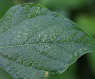 Stippled leaf surface, damage from spider mites