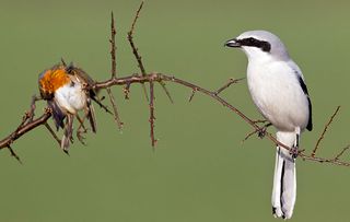 Great Greay Shrike (Lanius excubitor), perched on branch, whith impaled robin