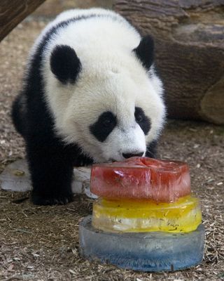 po panda with ice cake
