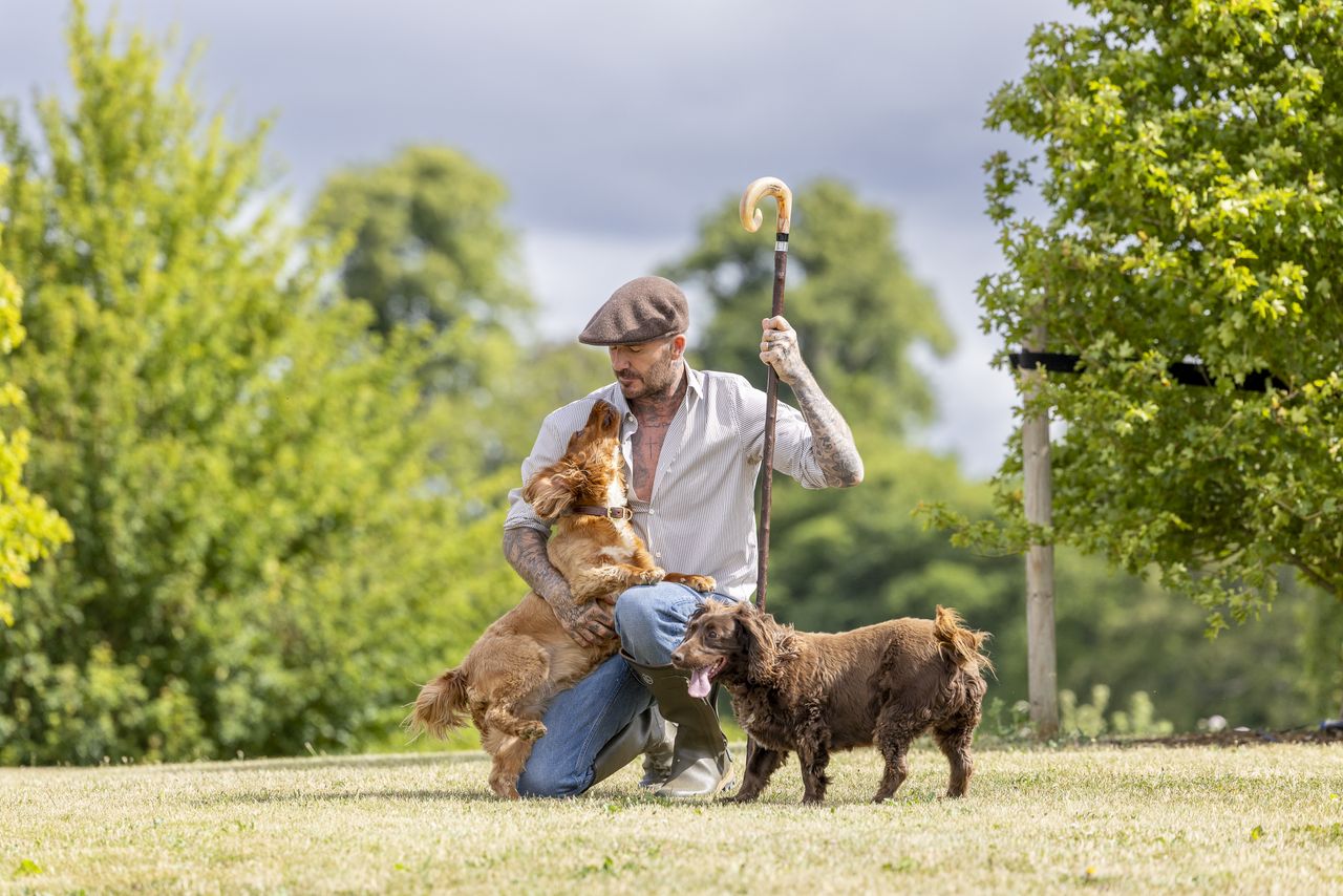 Sir David Beckham pictured outdoors at his countryside home with his two Cocker Spaniels. In one image, he sits on the back of a vintage green Land Rover with the dogs beside him; in another, he kneels on the grass holding a shepherd&rsquo;s crook as the dogs play nearby. A third image shows him seated on a wooden bridge by a lake surrounded by lavender, while the final image captures him sitting on garden steps lined with purple flowers, wearing a burgundy jumper, with the spaniels by his side. The series conveys a warm, rural, and relaxed countryside setting.