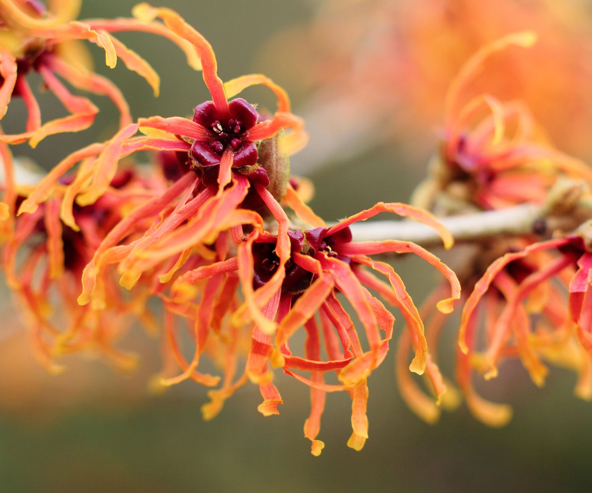 colorful flowers of a Hamamelis 'Jelena' witch hazel