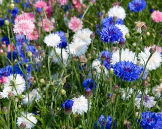 blue and white cornflowers