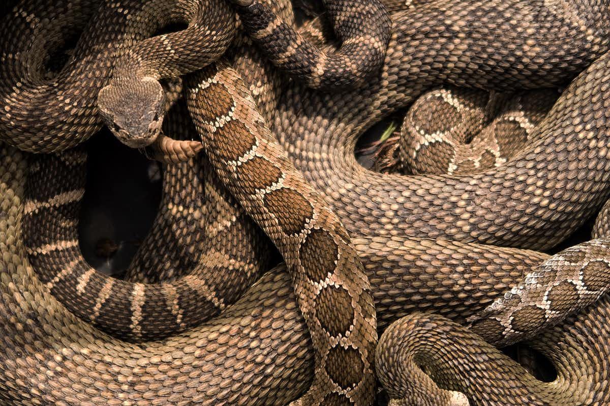 Why these rattlesnakes are declining at an alarming rate | Live Science