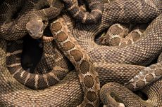 Western rattlesnakes emerging from a winter den. 