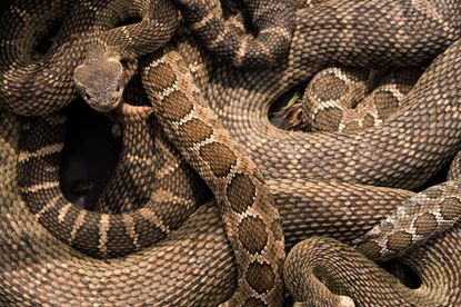 Western rattlesnakes emerging from a winter den.