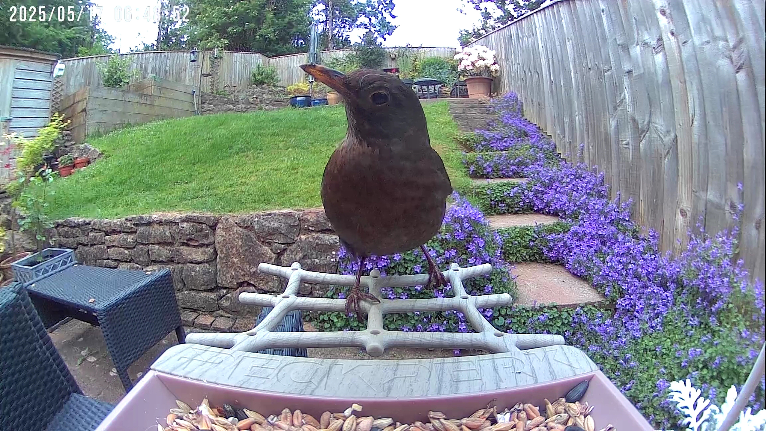 PeckPerk bird camera review