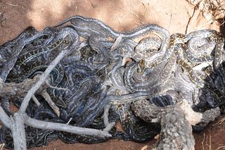 A clutch of southern African python babies bask in the sun.