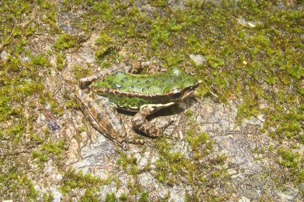 The species Amolops akhaorum was found in Luang Namtha Province, Nam Ha National Protected Area, northwestern Laos.