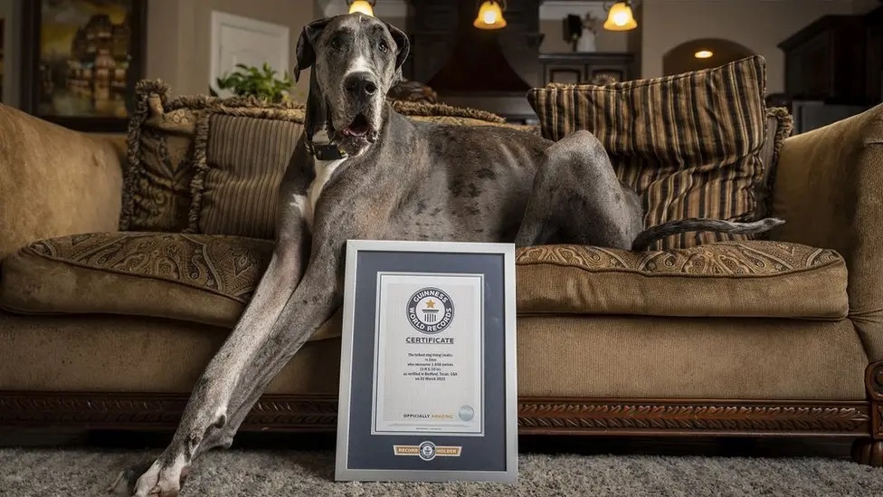 A giant Great Dane lounges on a sofa beside a framed Guinness World Records certificate recognising him as the world’s tallest living dog. The enormous dog’s long legs stretch across the carpet, showing his impressive size in a cosy home setting.