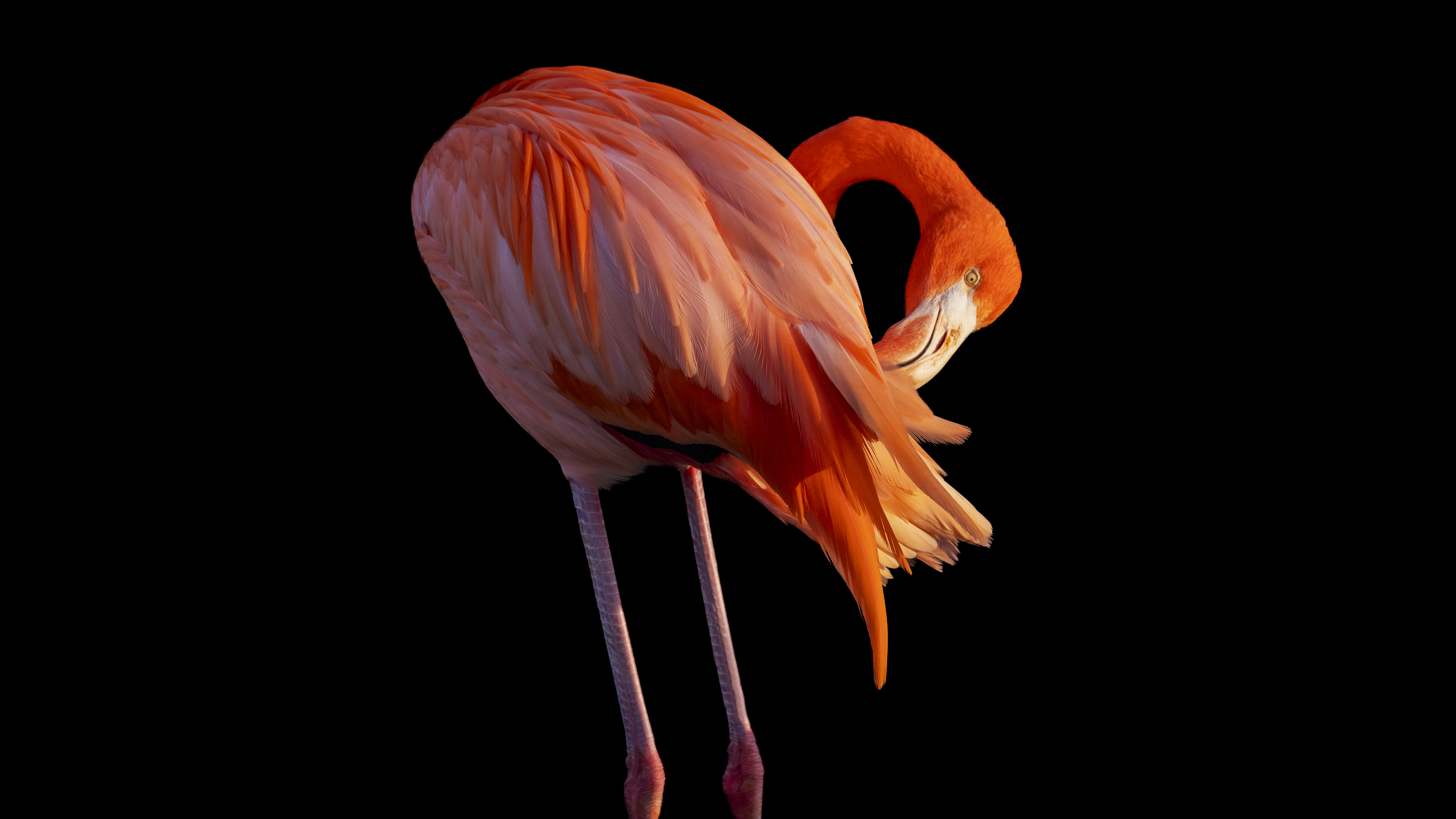 Flamingo photographed against a dark background to create low-key effect