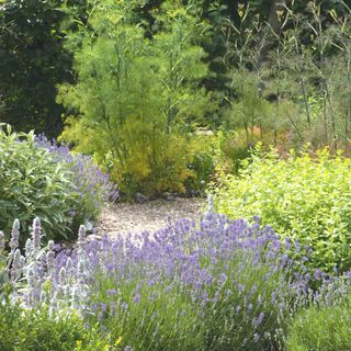 an array of herbs planted alongside a gravel path leigh clapp