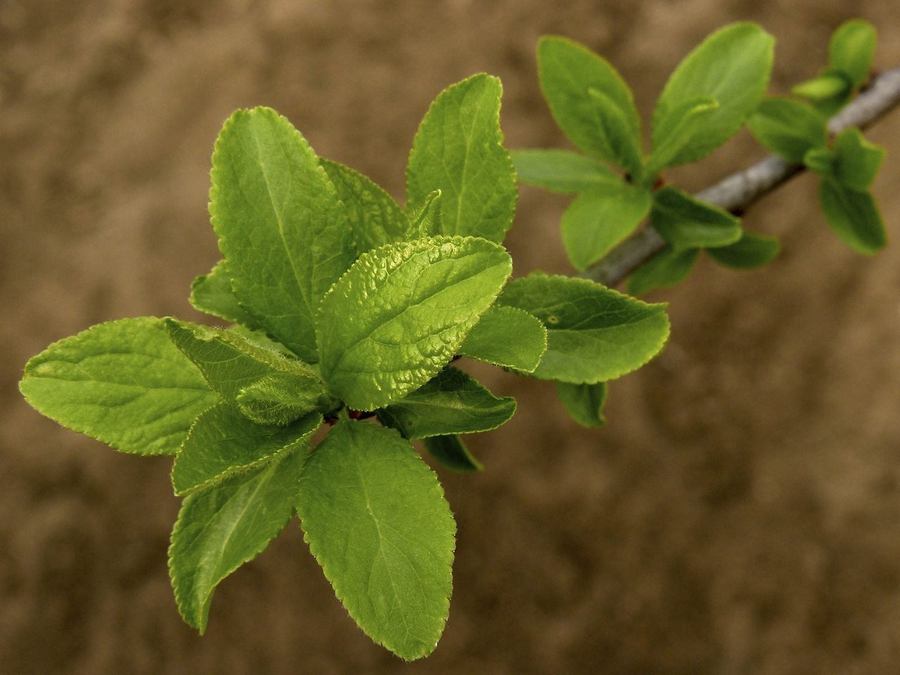 Branch With Tiny Green Leaves