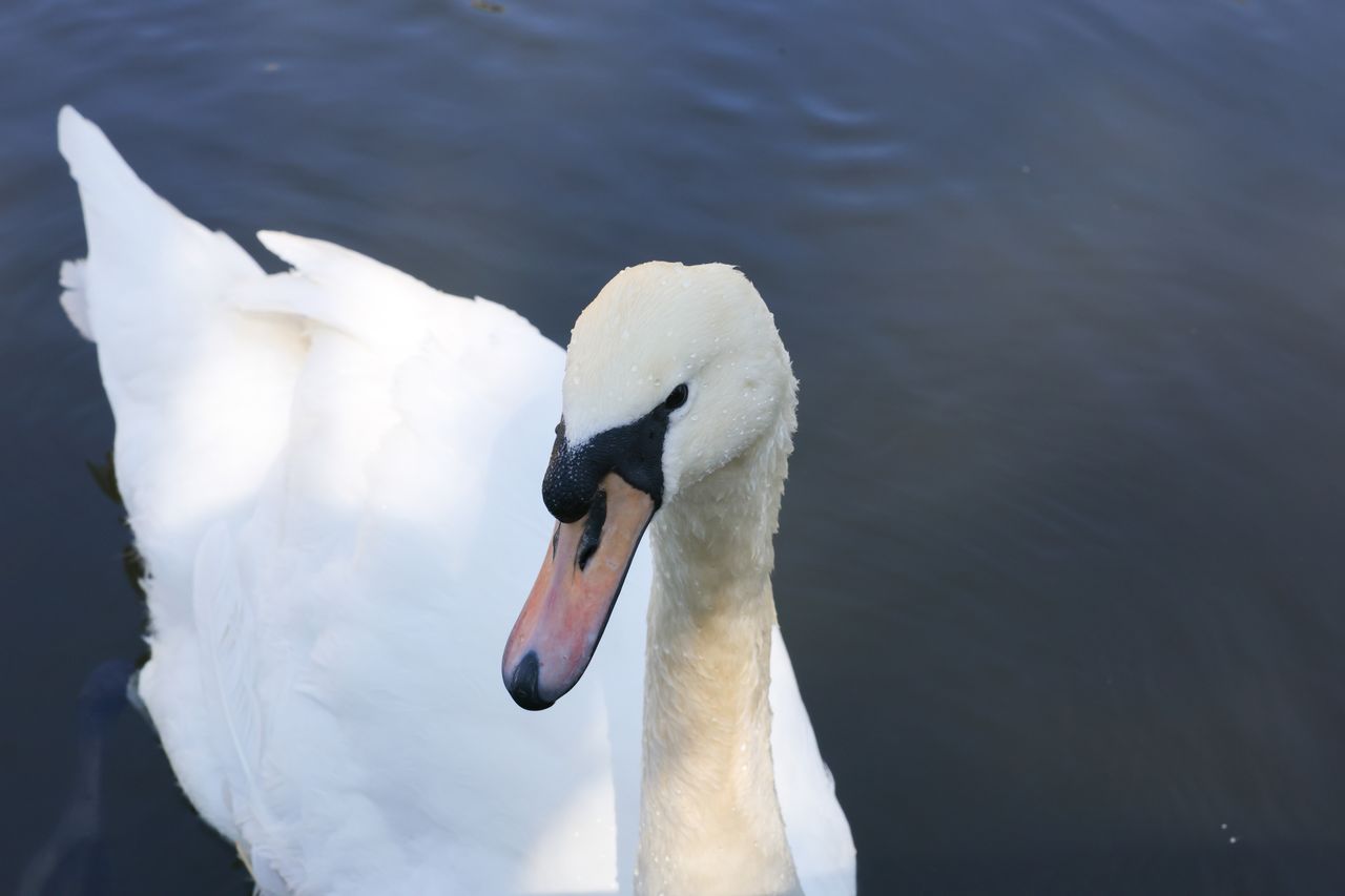 A photo of a swan taken on a Canon EOS R5 Mark II camera.