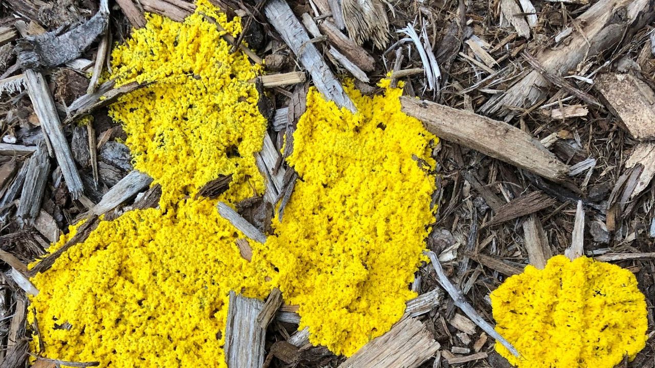 Slime Mold Fungus on Mulch