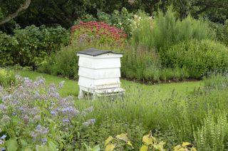 Beehive in herb garden with lavender, borage, mint, rosemary and thyme