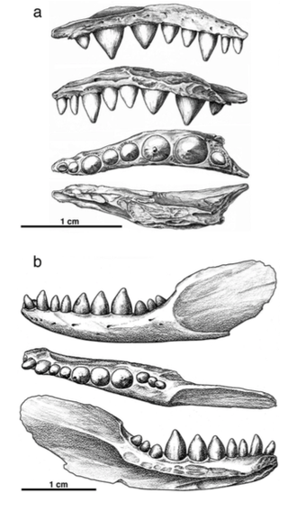 The right upper jaw (a) and left lower jaw (b) of the newly identified reptile. Notice how the large, bulbous tooth on the lower jaw is followed by three smaller teeth.
