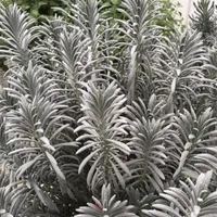 Sensational!® Lavender | Was $59.99, now $39.59