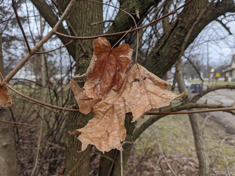 Dead leaf shot on the Pixel 4
