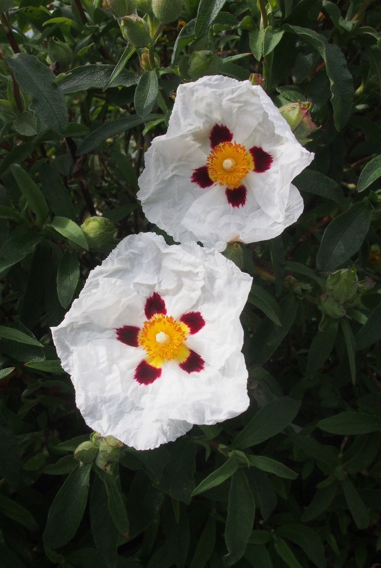 Best drought tolerant plants top picks for hot, dry weather GardeningEtc