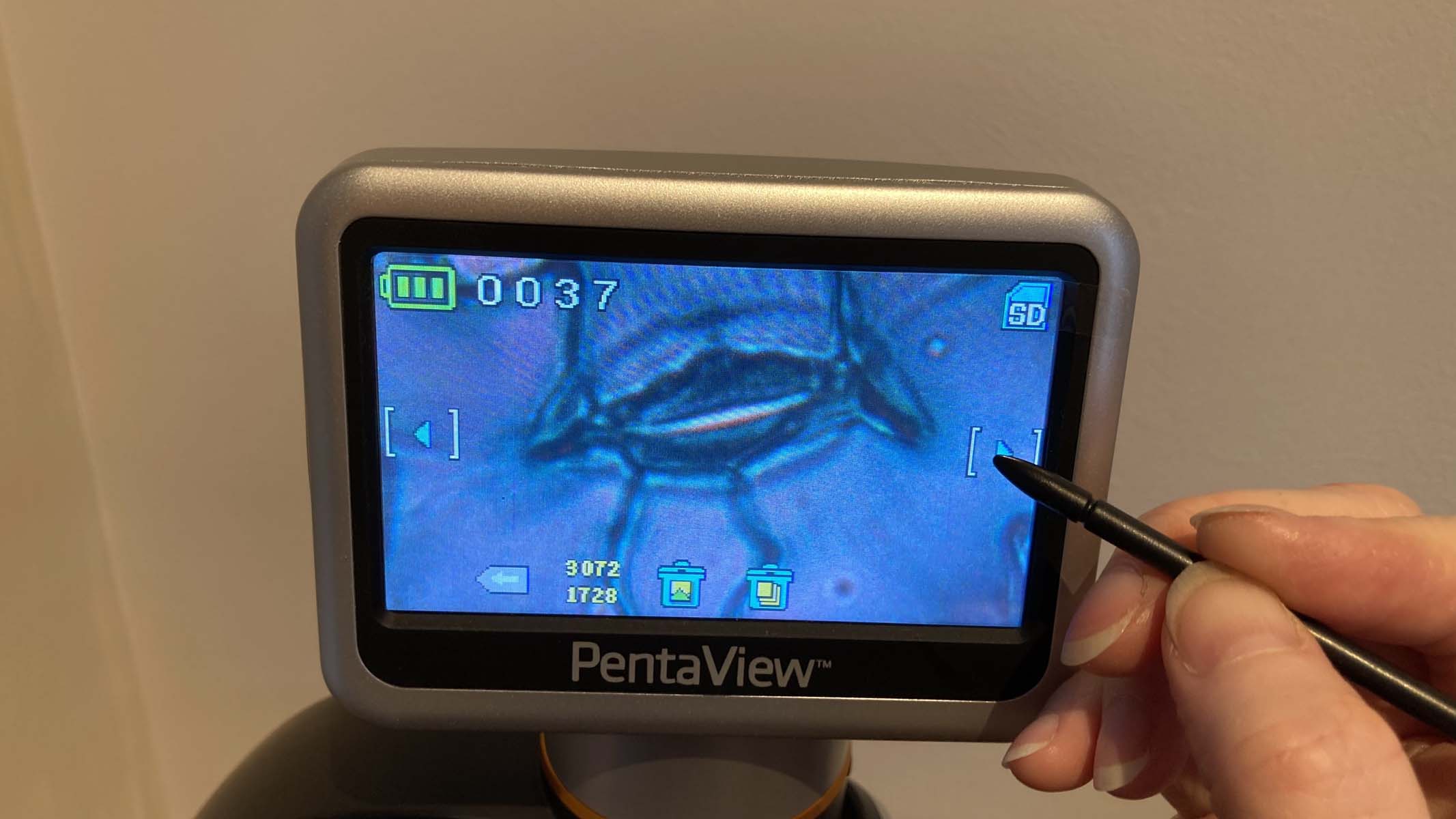 stomata on a digital screen